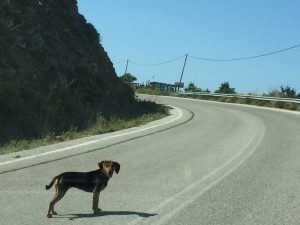 Hund auf der Straße