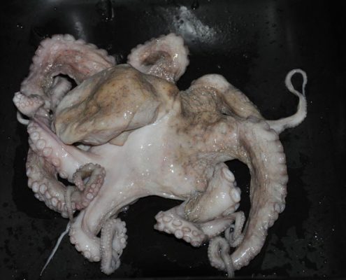 Octopus